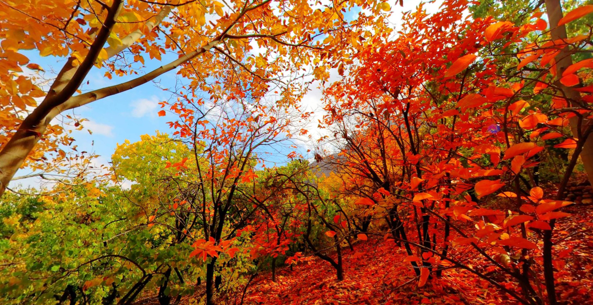 autumnforestiran