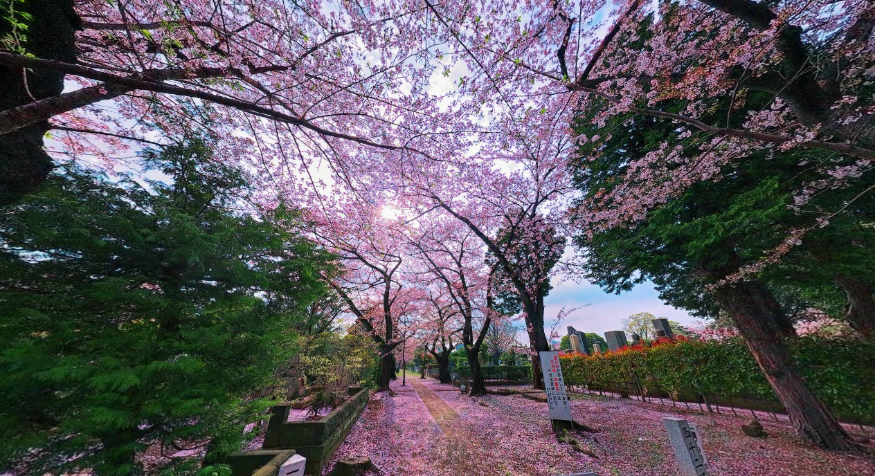 springcherryblossom