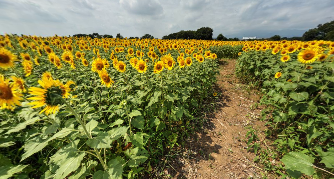 sunflowerfestival